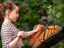 Percussion Play Butterfly