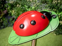 Percussion Ladybug