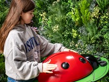 Percussion Ladybug